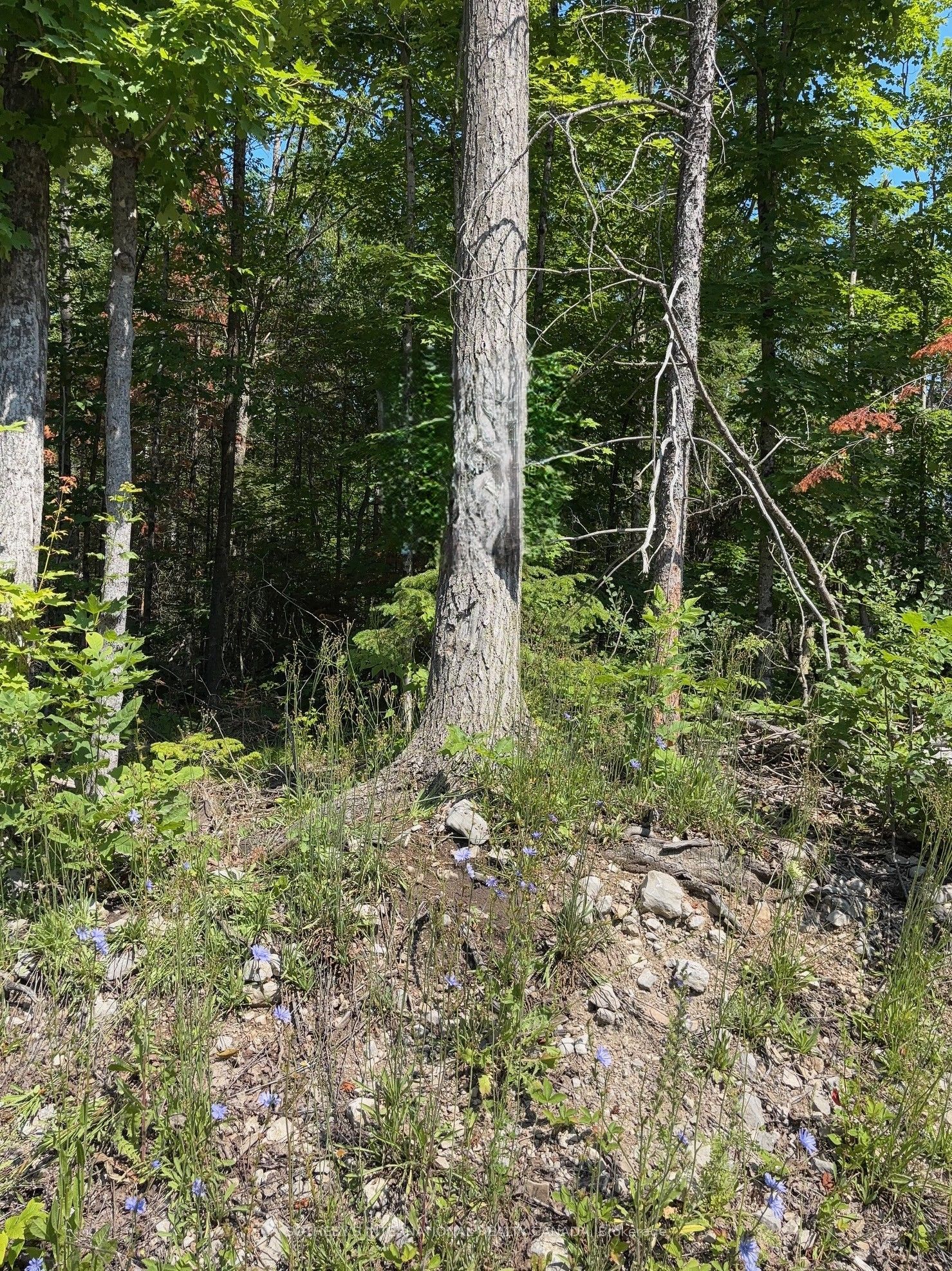 Lot 30 White Valley Road, Trent Lakes, ON K0M 1A0