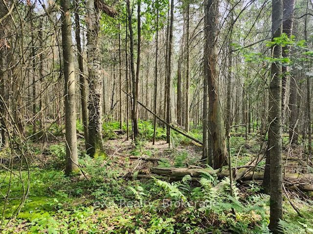 1A   PT LT 12 CON 2 Boundary Road, Parry Sound Remote Area, ON P0A 1X0 photo 2
