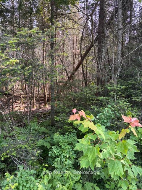 1A   PT LT 12 CON 2 Boundary Road, Parry Sound Remote Area, ON P0A 1X0 photo 3