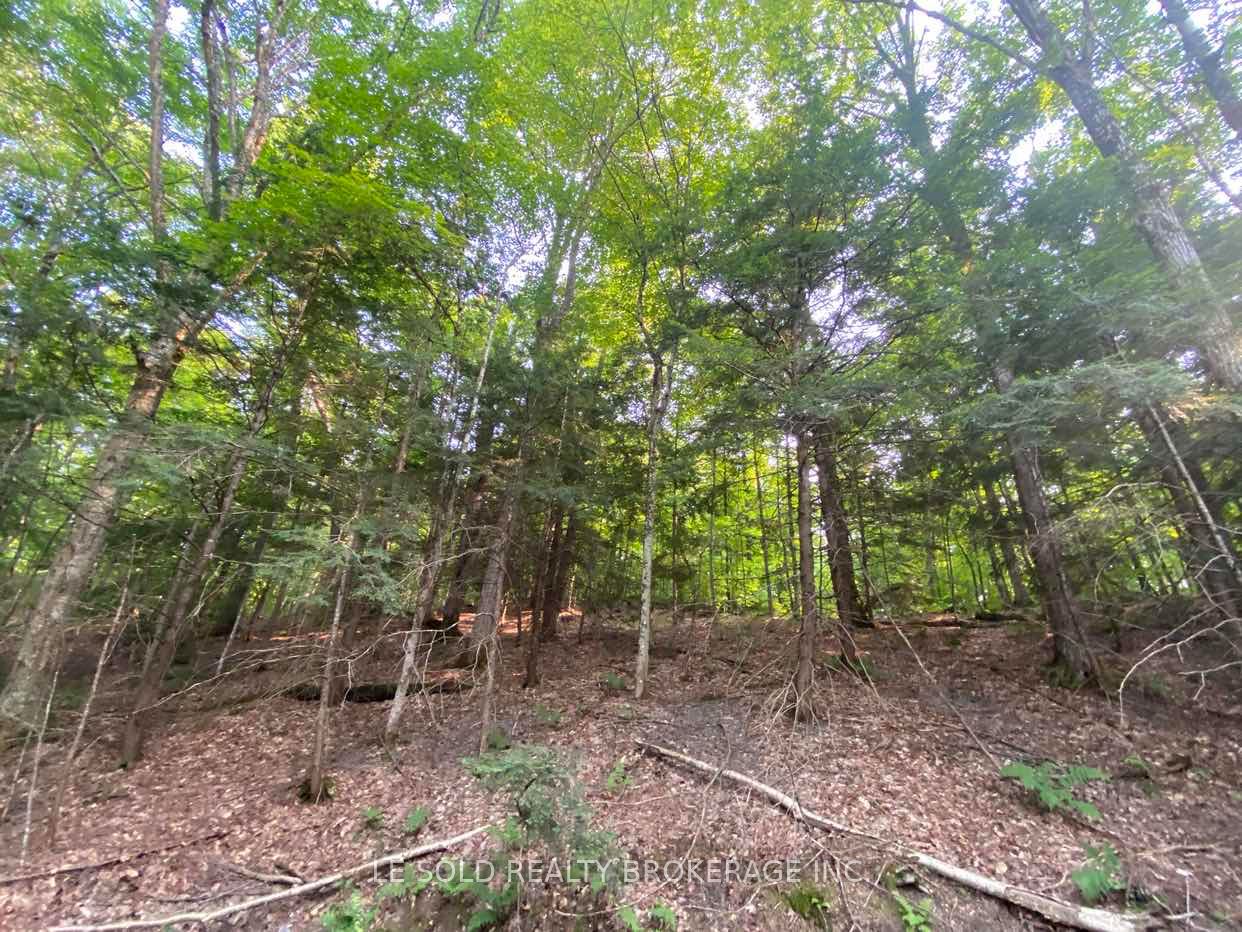 1310 Camel Lake Road Lot # 7, Muskoka Lakes, ON P1L 1X4 photo 3