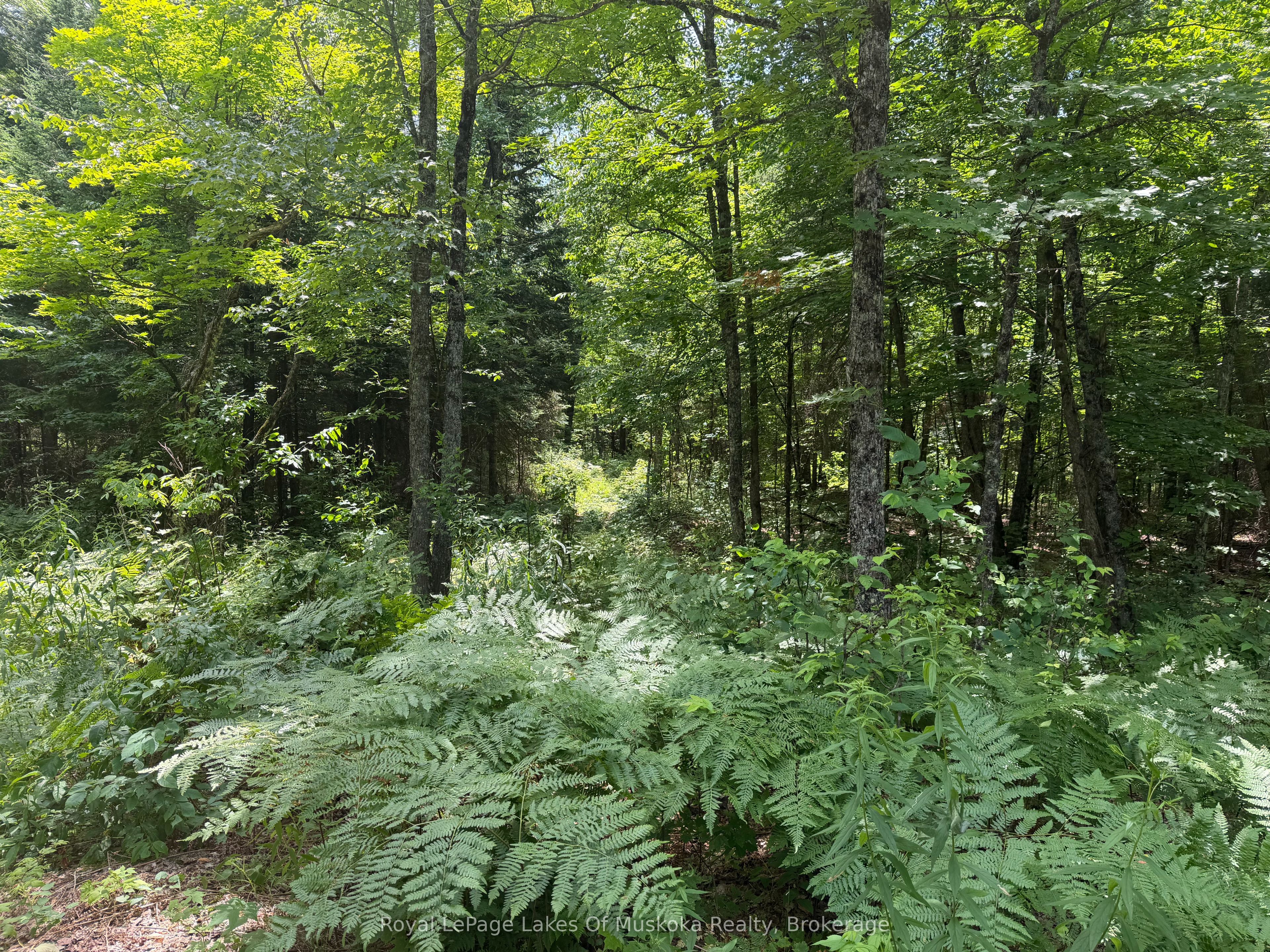 0 Axe Lake Road, McMurrich/Monteith, ON P0A 1X0 photo 4