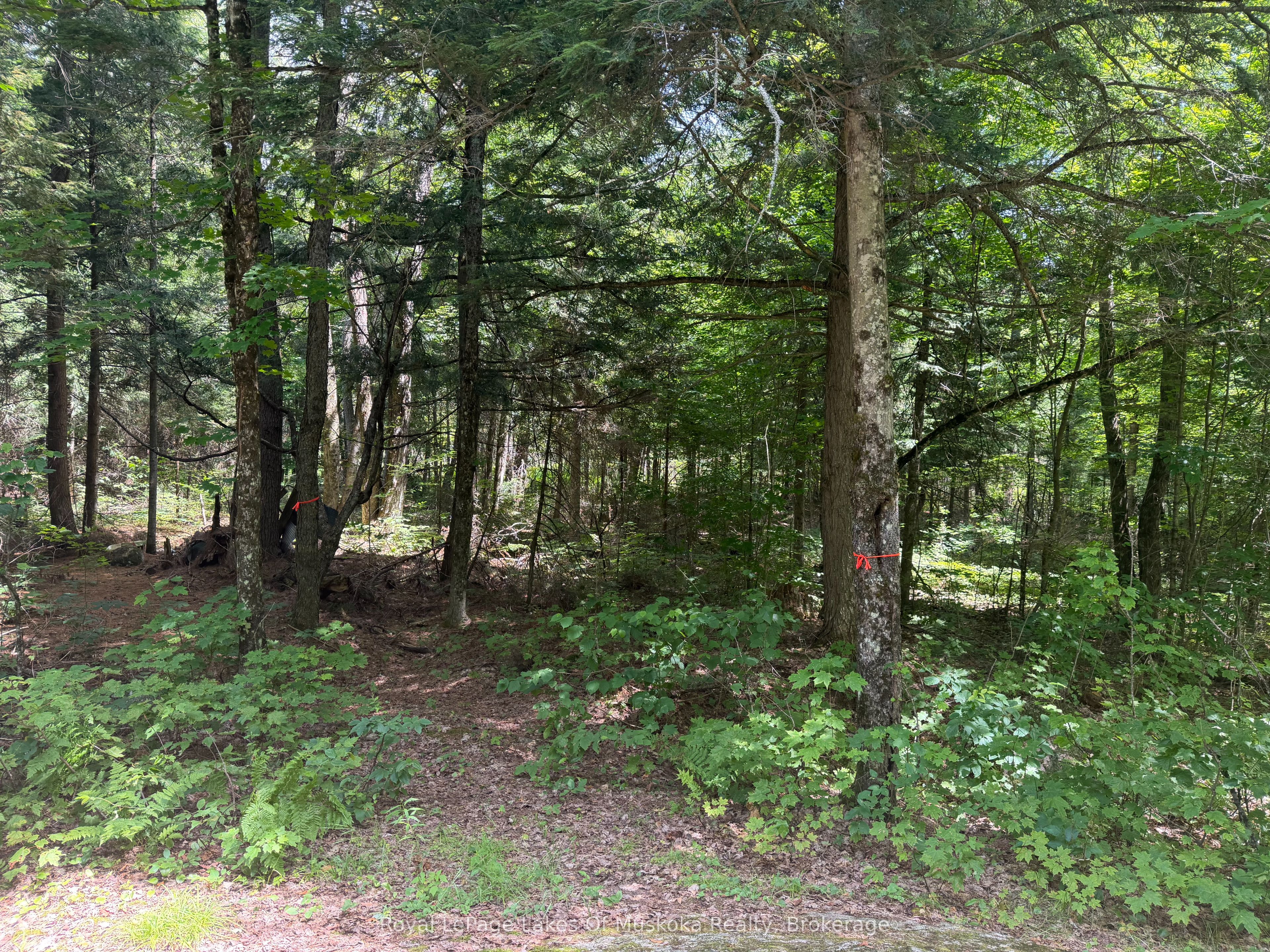 0 Axe Lake Road, McMurrich/Monteith, ON P0A 1X0 photo 5