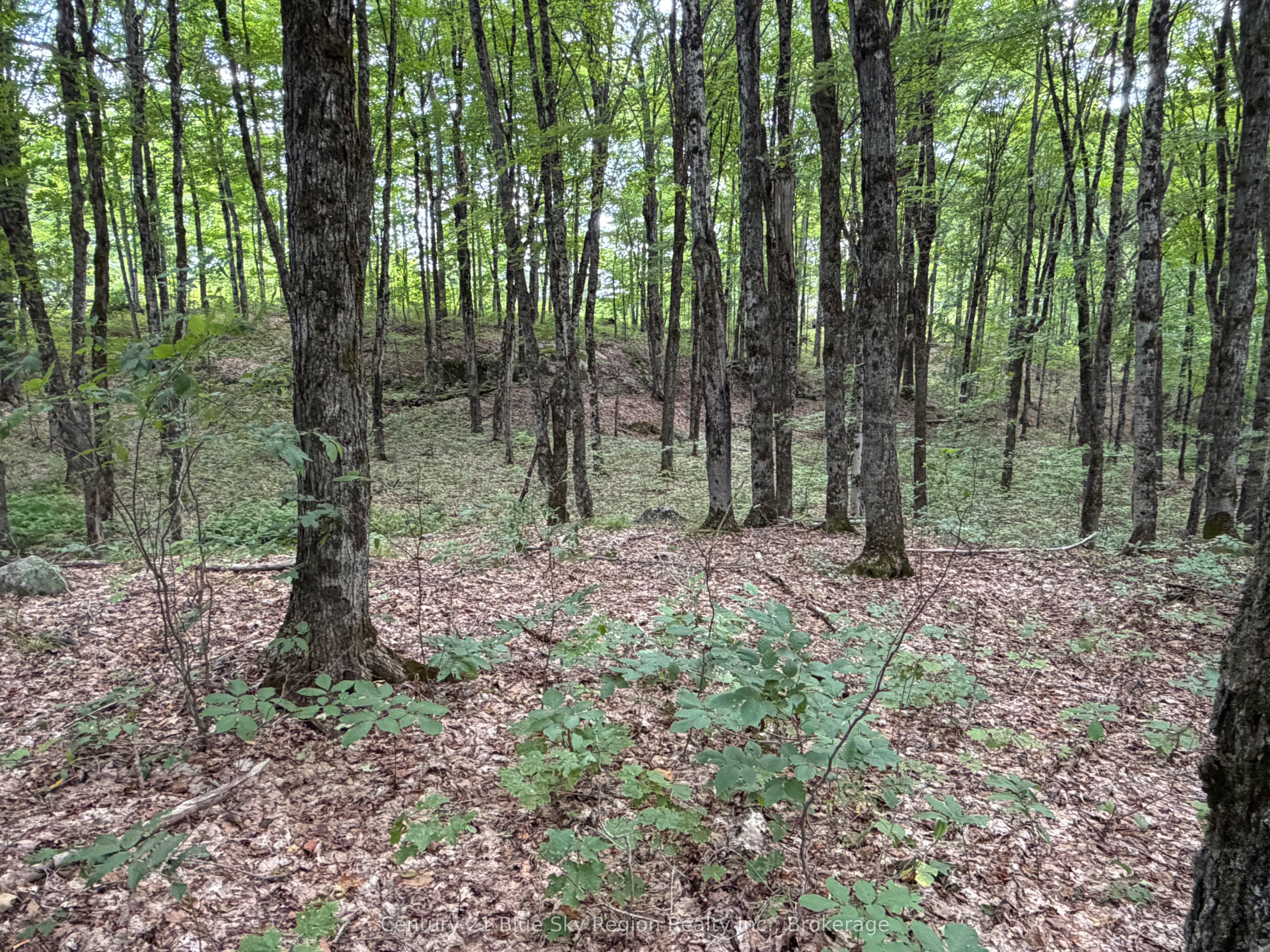 Part Lot 11 & 12 Chikopi Road, Magnetawan, ON P0A 1P0 photo 4