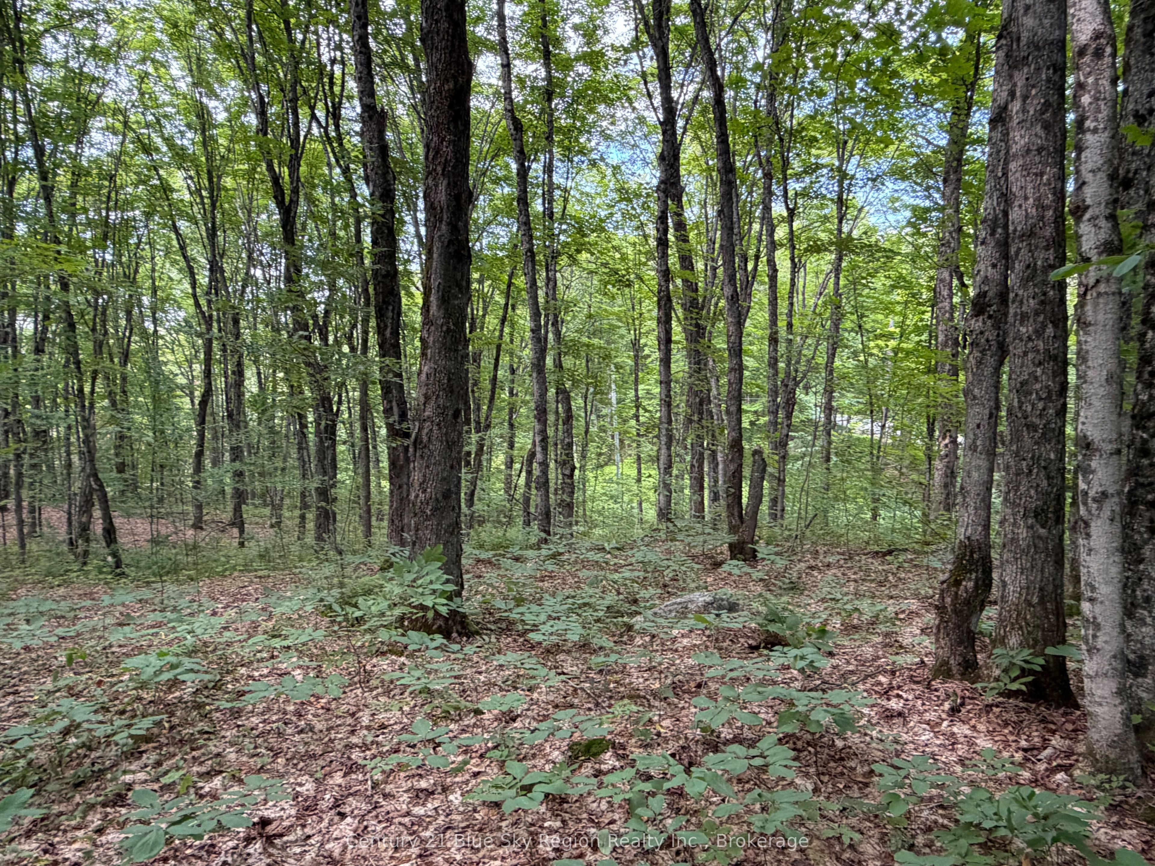Part Lot 11 & 12 Chikopi Road, Magnetawan, ON P0A 1P0 photo 5
