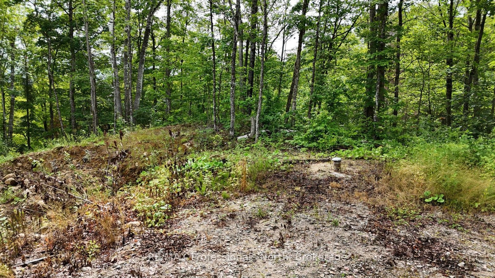 1199 Cedar Lake Road, Highlands East, ON K0L 3C0 photo 5