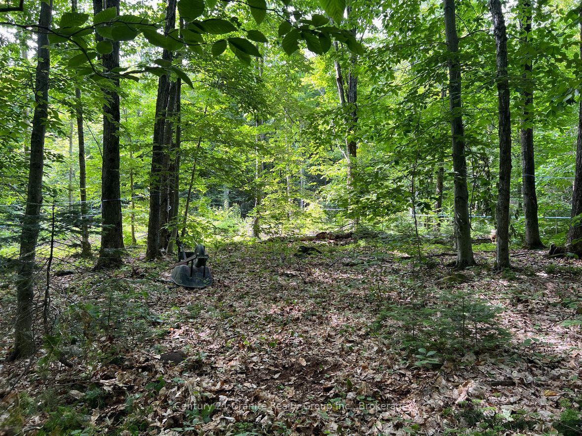 99 Forest View Road, Bancroft, ON K0L 1C0