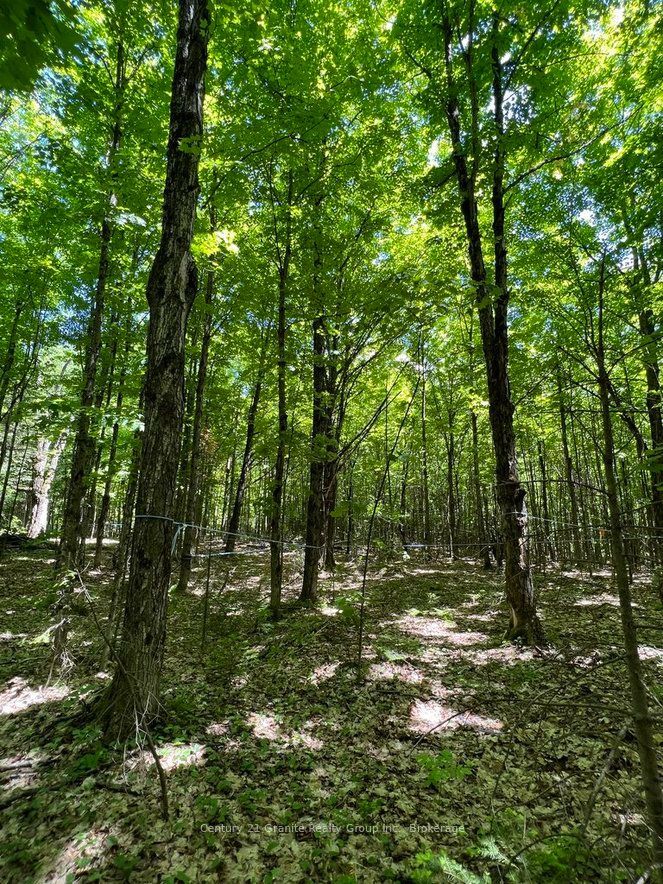 99 Forest View Road, Bancroft, ON K0L 1C0 photo 3