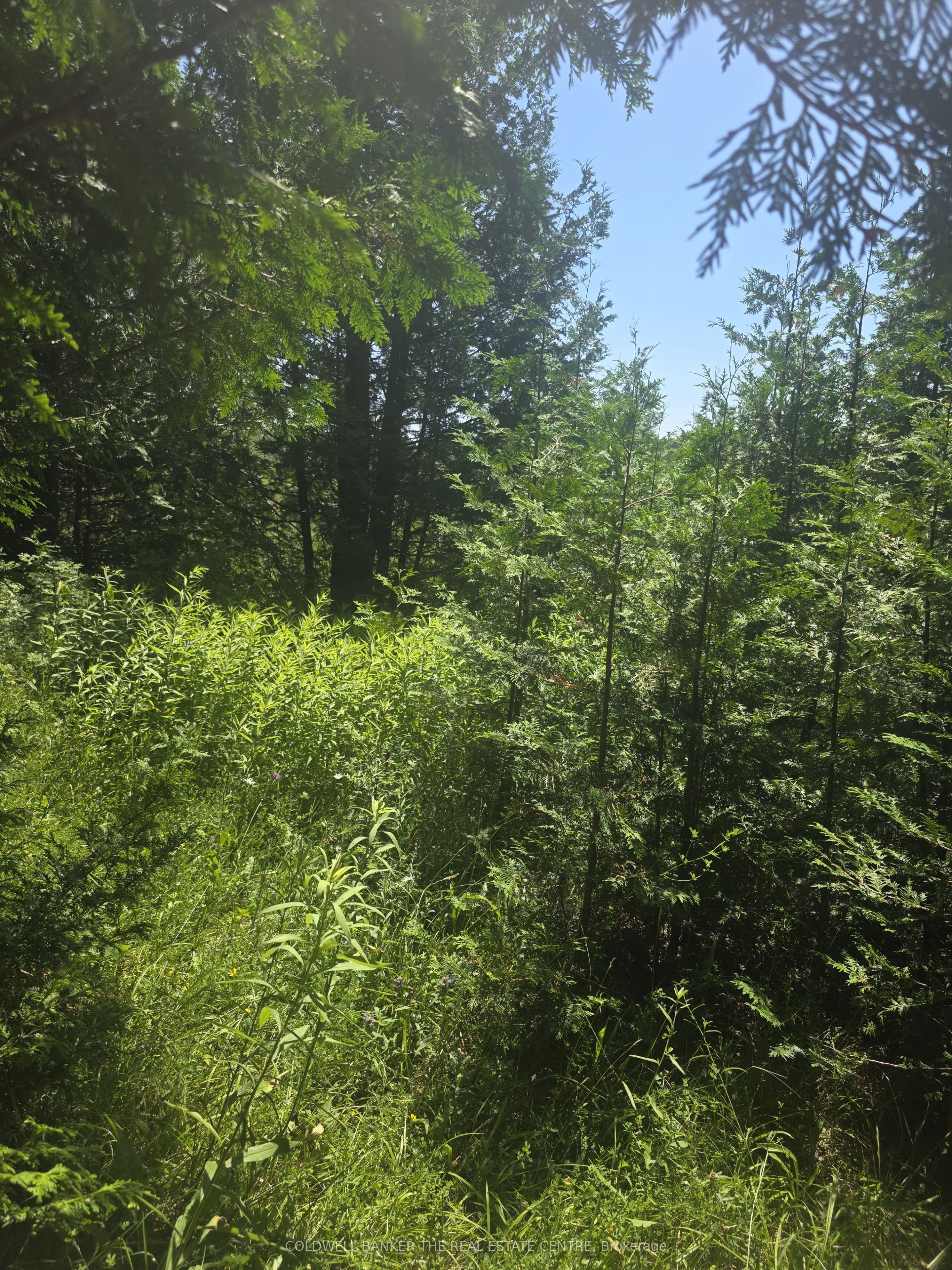 N/A W GOVERNMENT RD Acres W, Tehkummah, ON P0P 2C0 photo 5