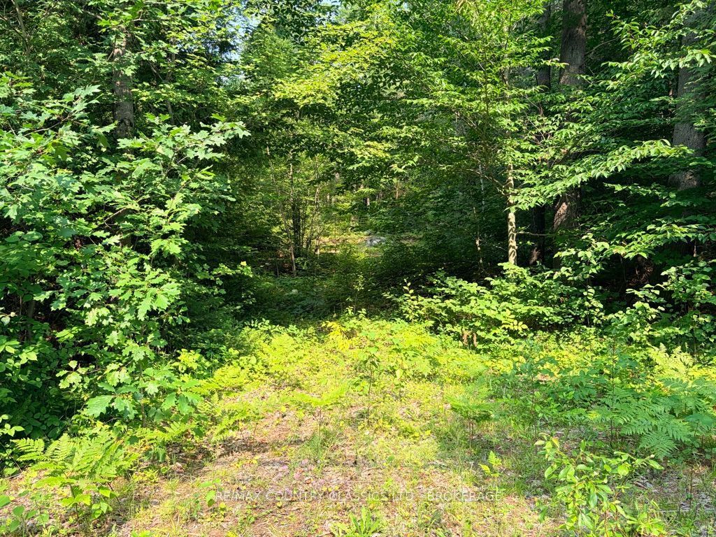 663 Skootamatta Lake Road, Frontenac, ON K0H 1K0 photo 3