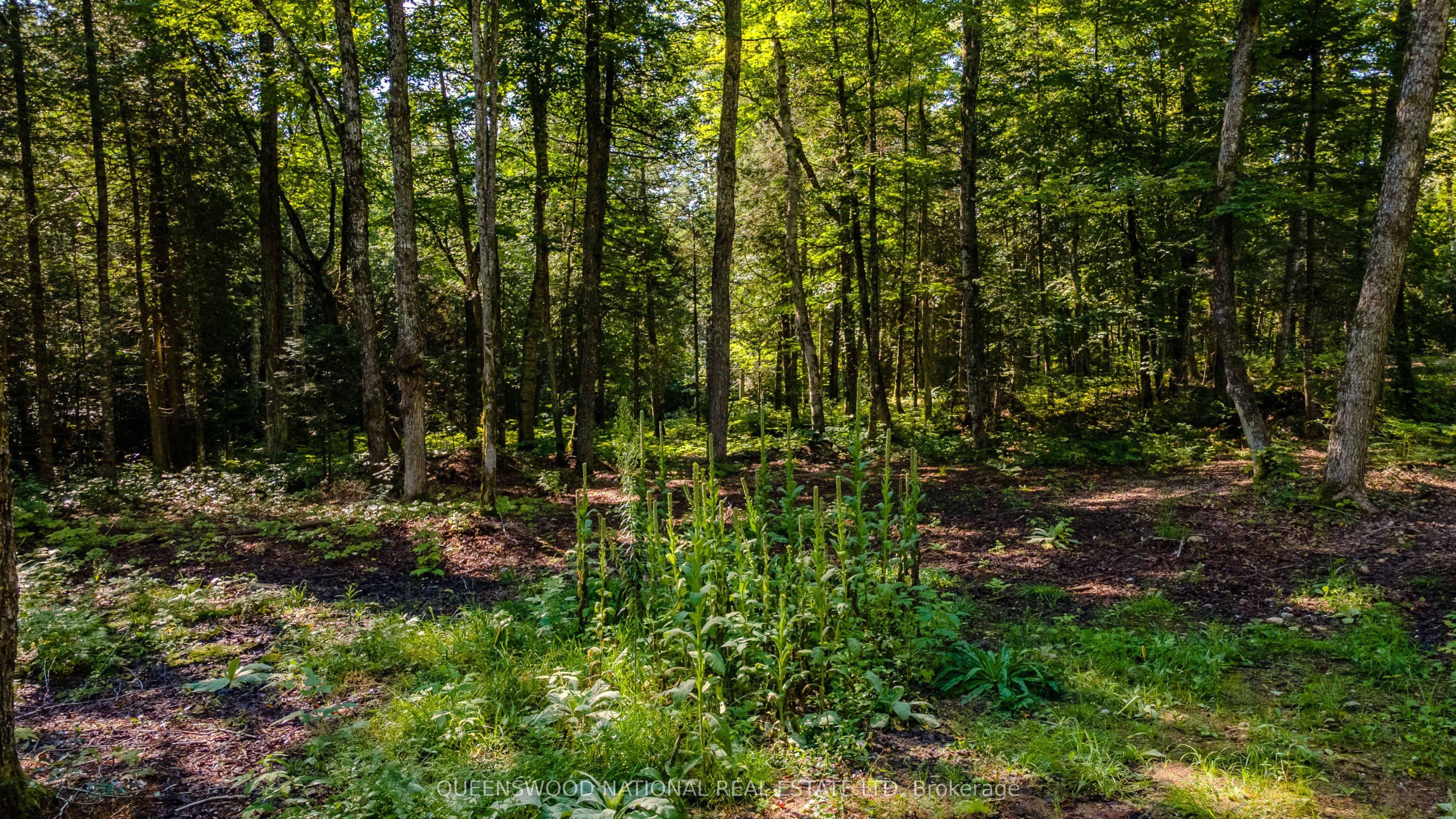 688 Prince Road E, Madawaska Valley, ON K0J 2N0 photo 4