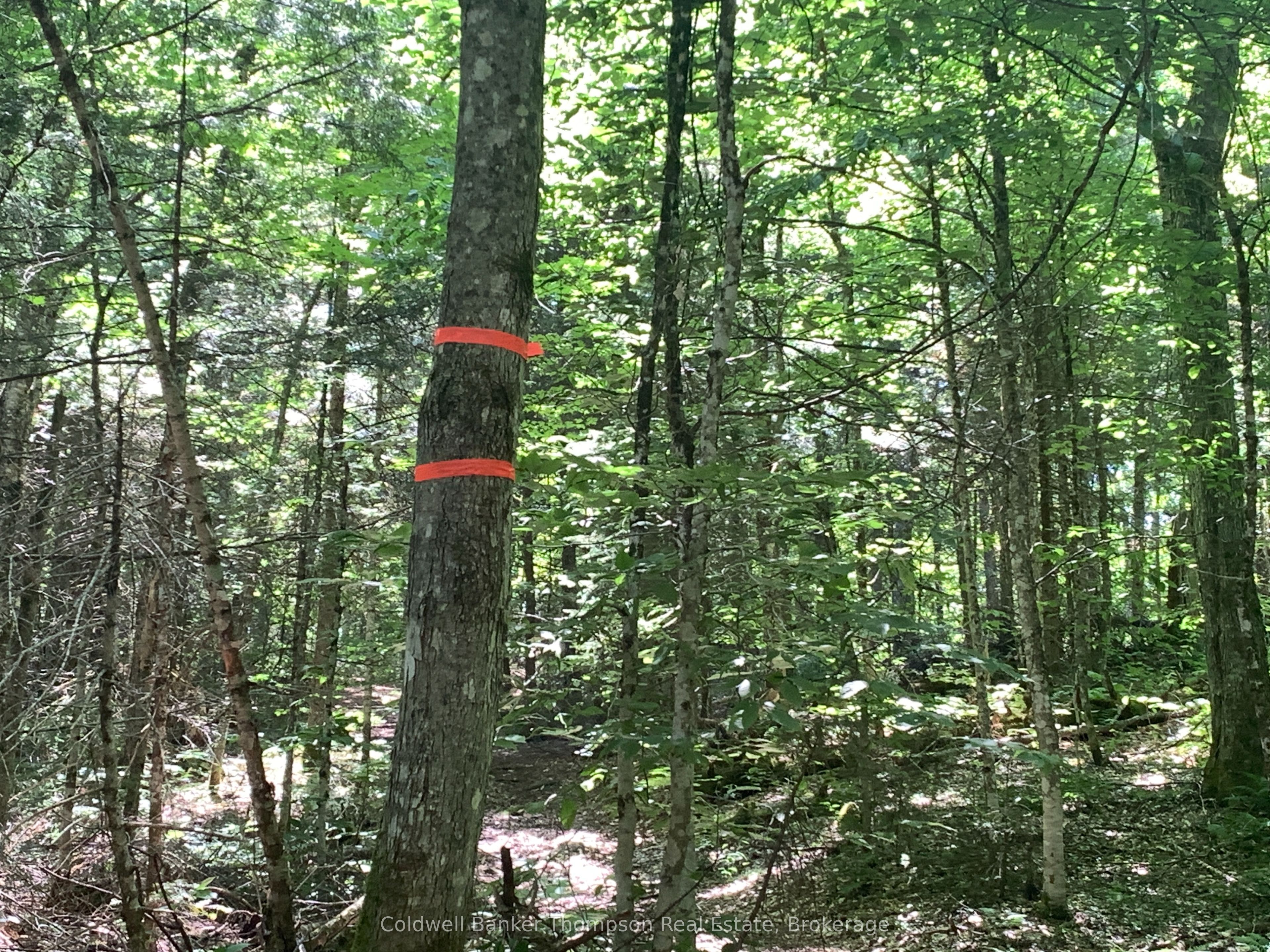 LOT 12 CON 2 n/a Trail, Lake of Bays, ON P1L 1X3 photo 2