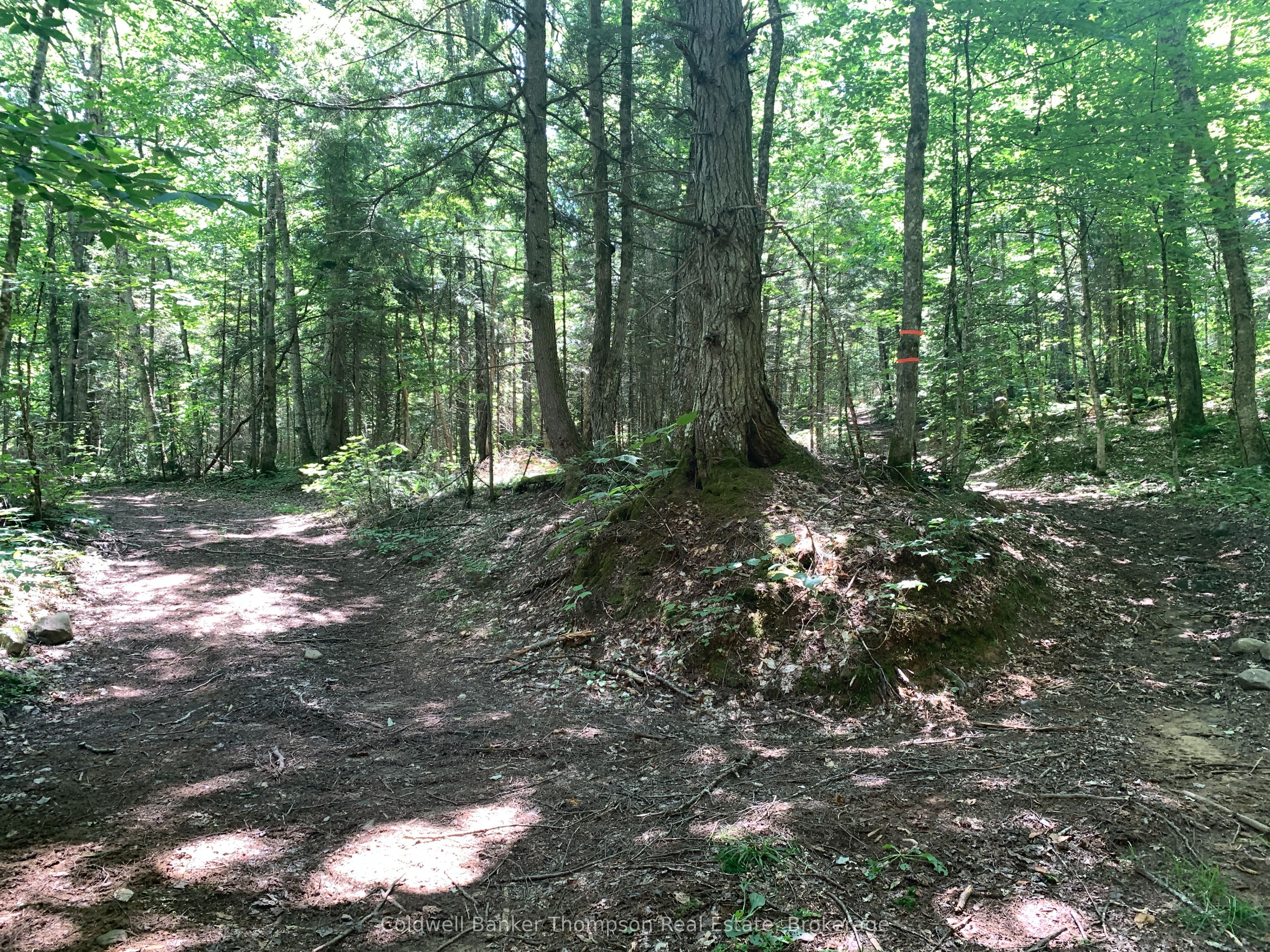 LOT 12 CON 2 n/a Trail, Lake of Bays, ON P1L 1X3 photo 4
