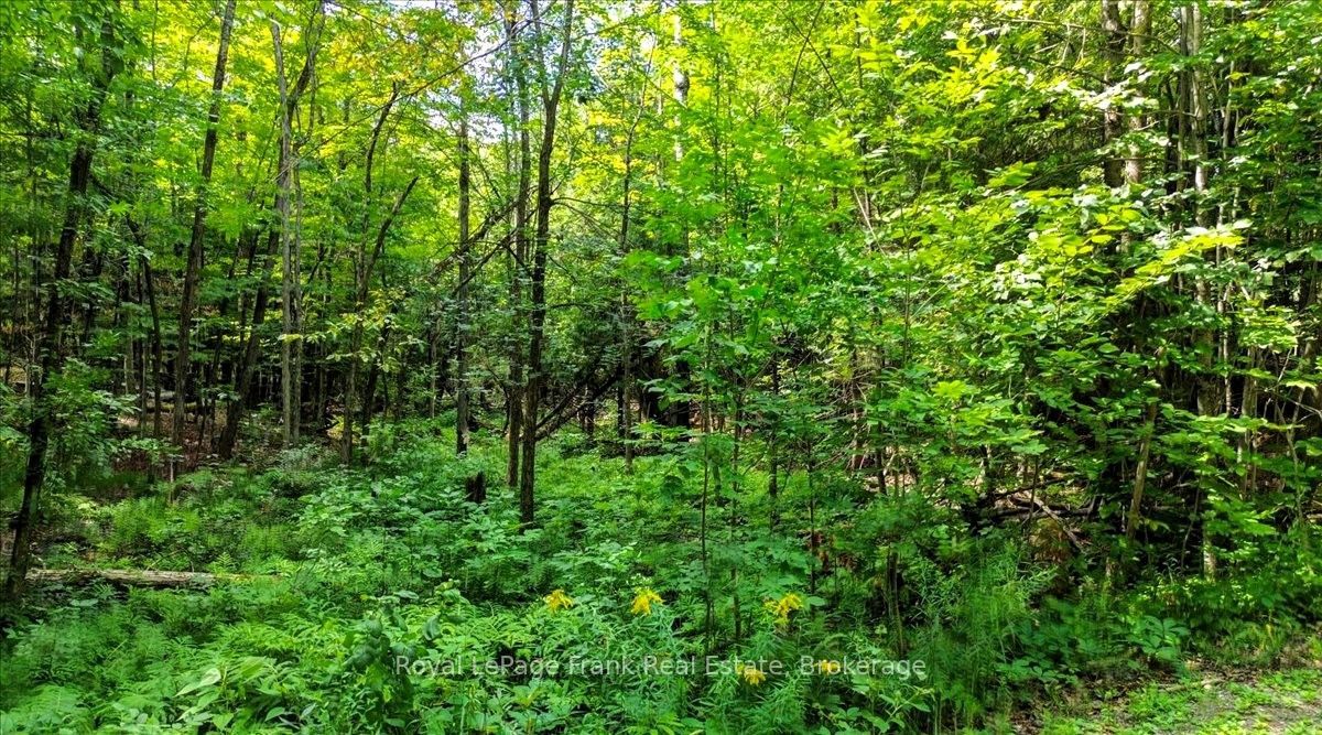 0 North Rusaw Road, North Kawartha, ON K0L 1A0 photo 5