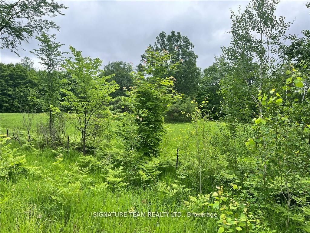 0 Grant Settlement Road, Whitewater Region, ON K0J 1V0 photo 4