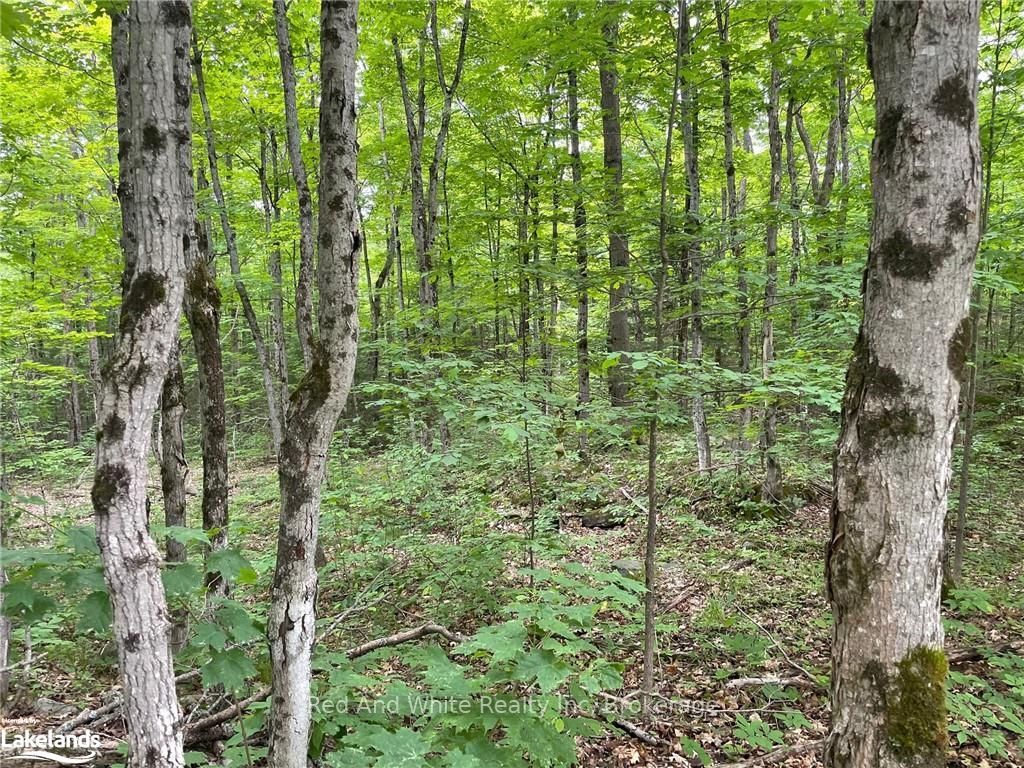 23 AHMIC LAKE Road, Magnetawan, ON P0A 1A0 photo 2