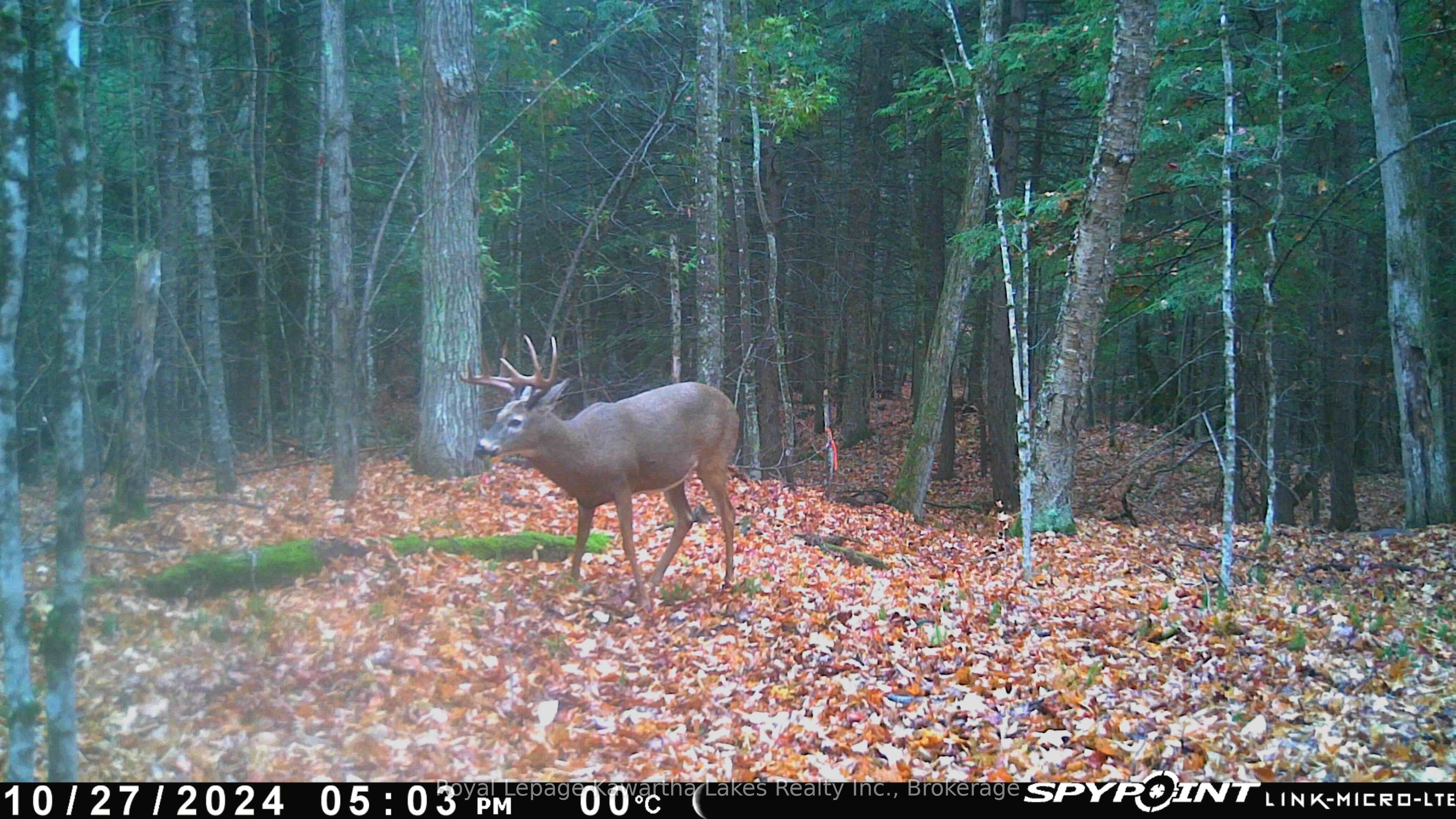 0 CRYSTAL LAKE Road, Trent Lakes, ON K0M 2A0 photo 3