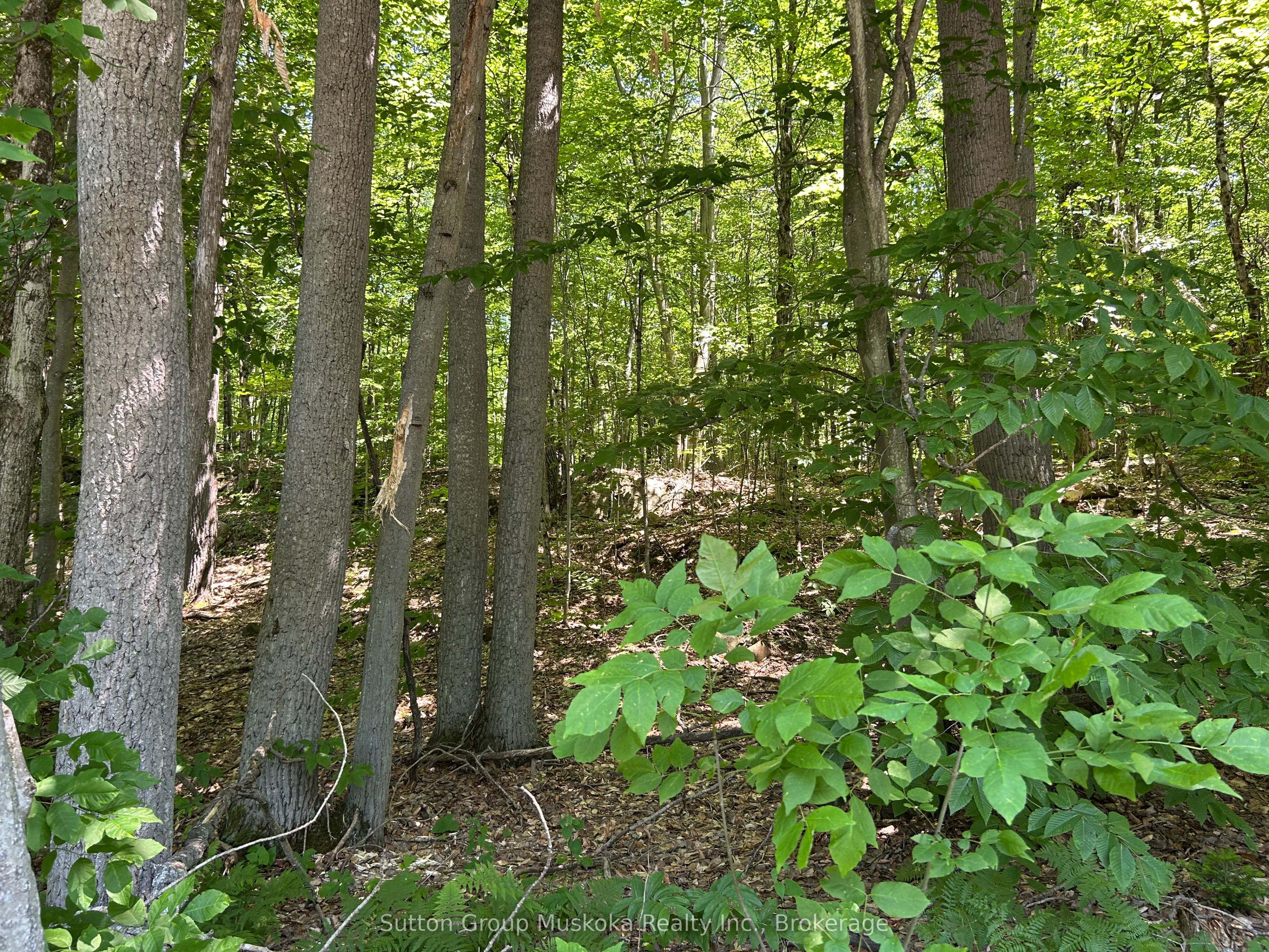 0 Tally Ho Winter Park Road, Lake of Bays, ON P1H 2J3 photo 4