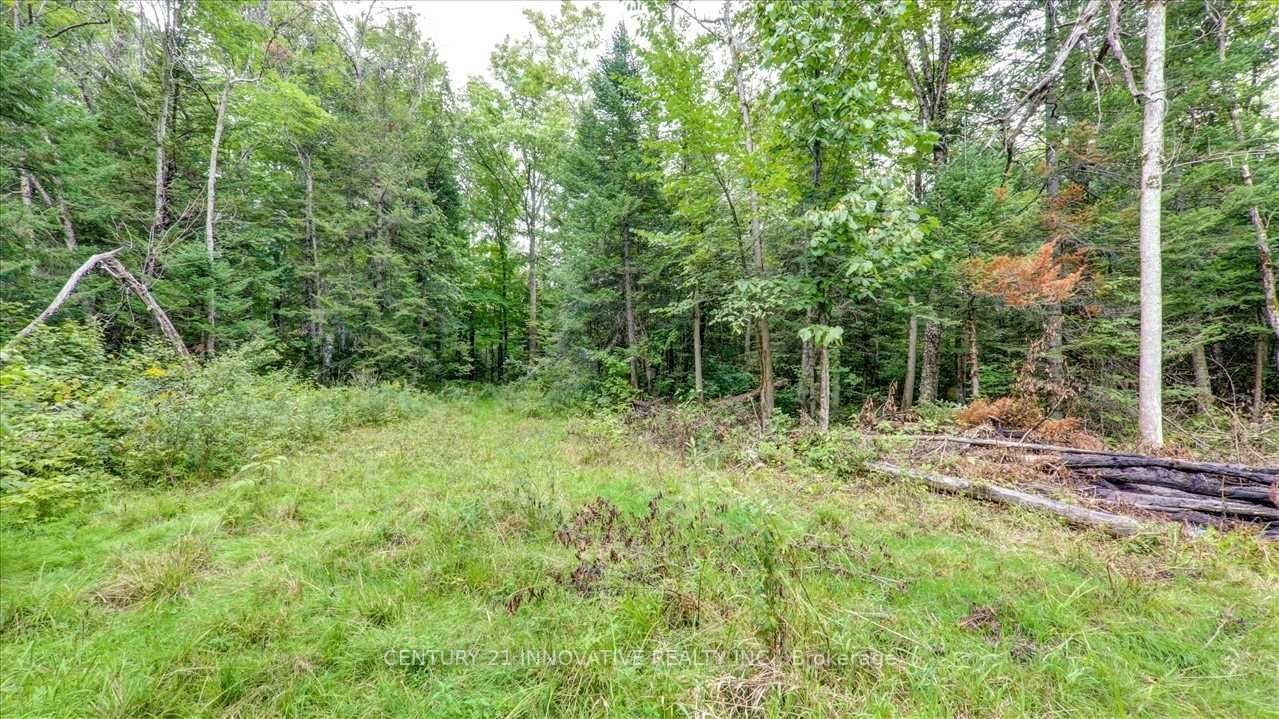 791 Mount Horeb Road, Kawartha Lakes, ON K0L 2W0 photo 4