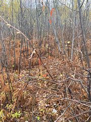 Lt 1 Con 6 54R-6390 Lot 1 Con 6 Marter TWP Road, Englehart, ON P0J 1H0