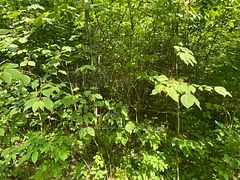 0 Sugarbush Crescent, Trent Lakes, ON K0L 1J0