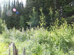 2080 Glamor Lake Road, Highlands East, ON K0M 1R0