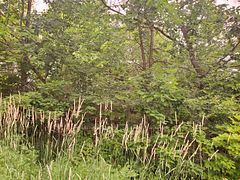 P18185 Lt 11-12 Con 11 N/A, Parry Sound Remote Area, ON P0H 1A0