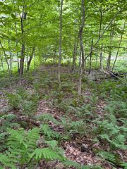 Part Lot 11 & 12 Chikopi Road, Magnetawan, ON P0A 1P0