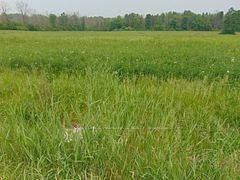 00 Charleville Road N, Augusta, ON K0E 1T0