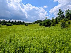 4350 Watson Road S, Puslinch, ON N0B 2J0